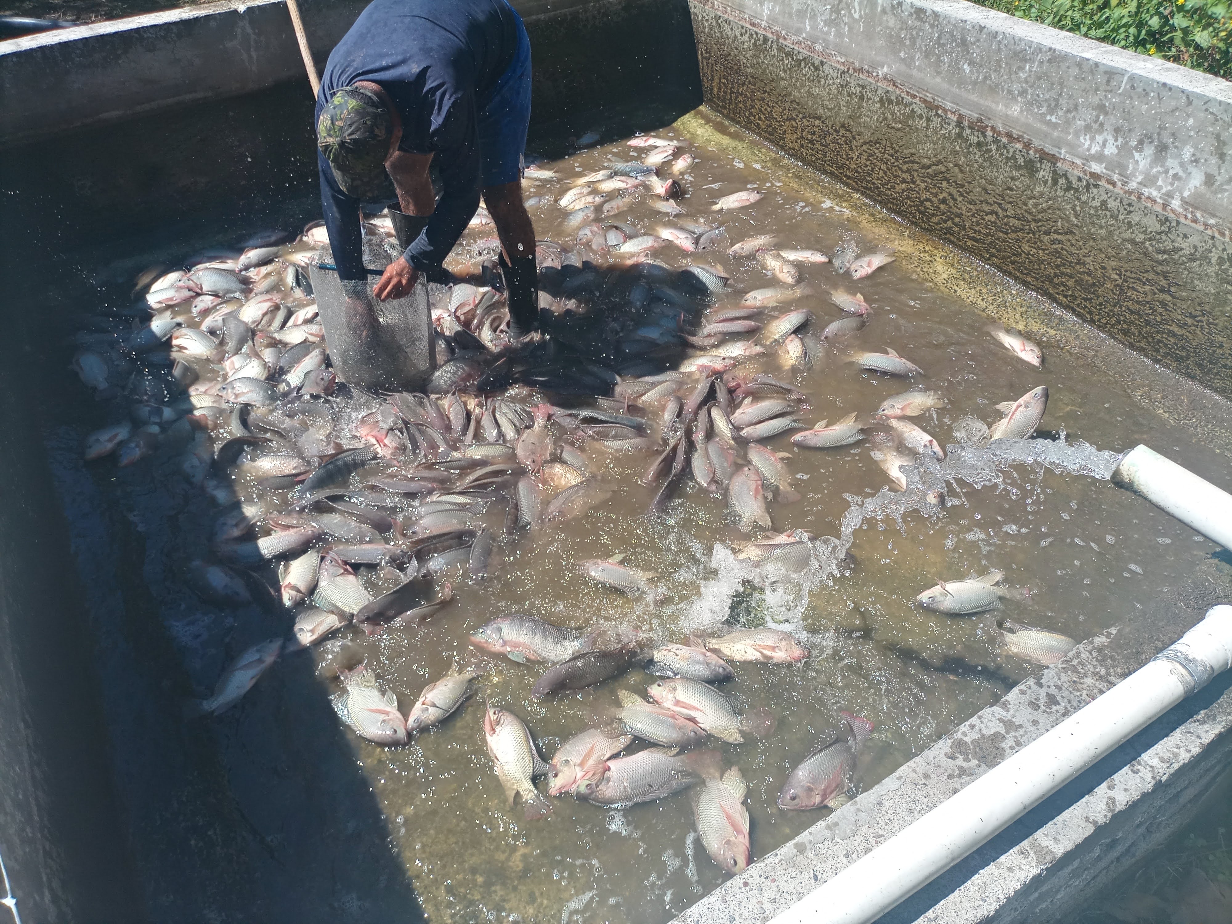 Operaciones de cosecha en piscicultura profesional